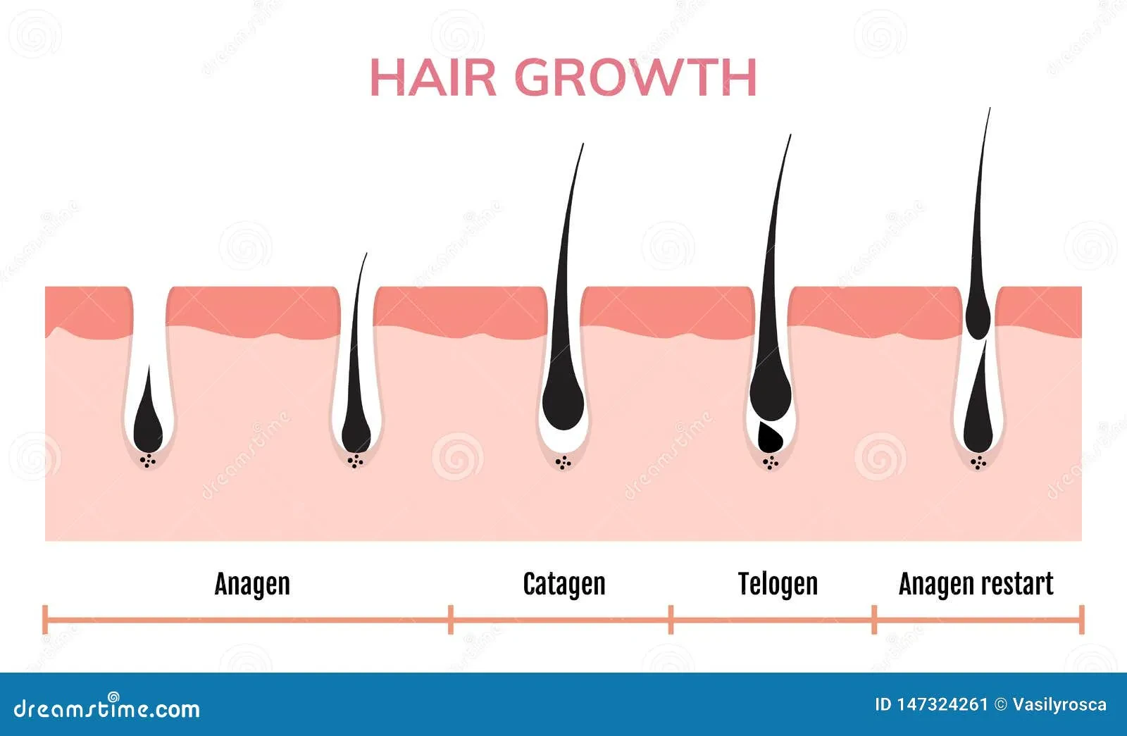 Facial hair growth chart