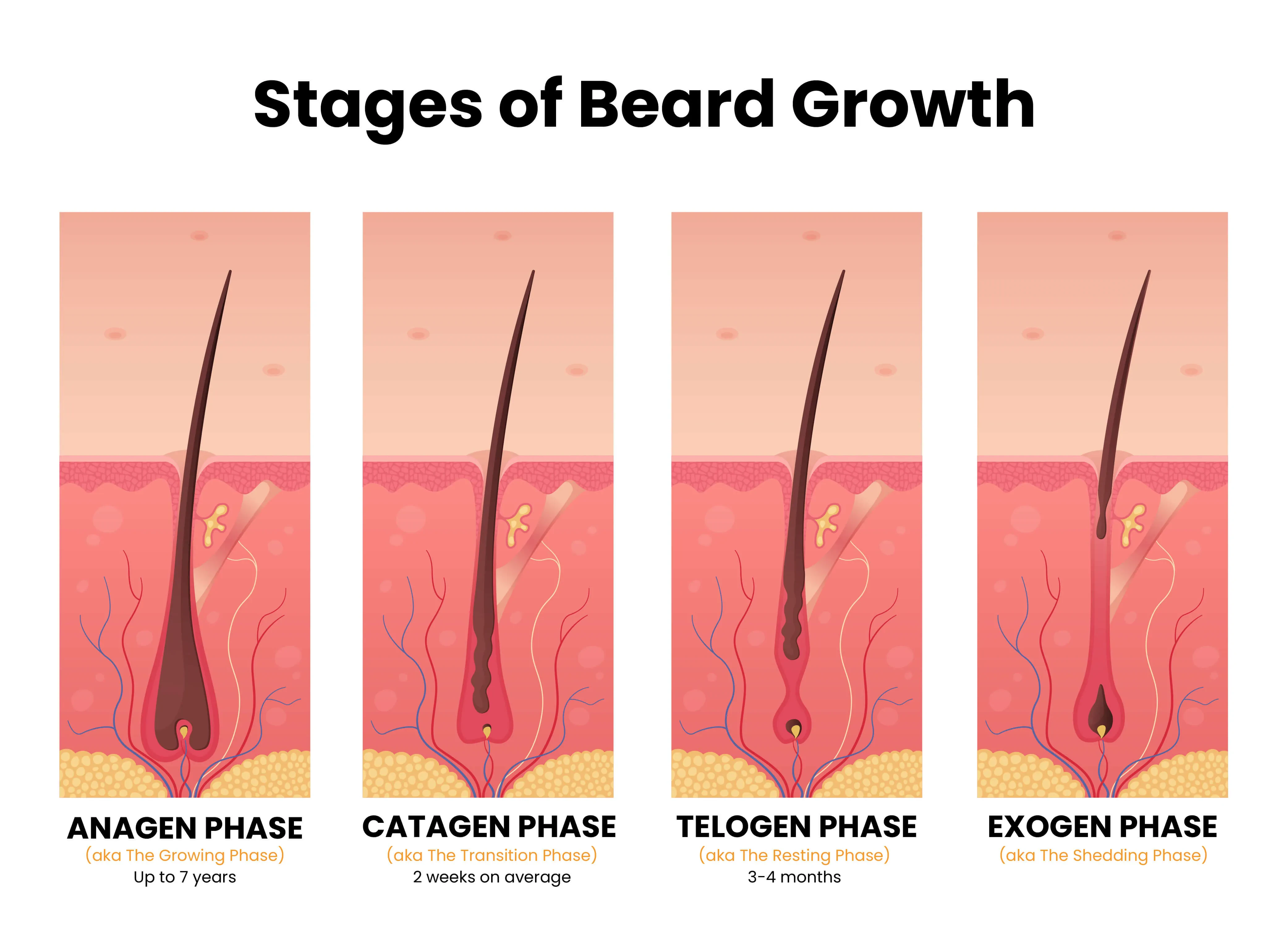 beard growth pattern chart